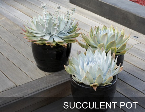 Succulent pot